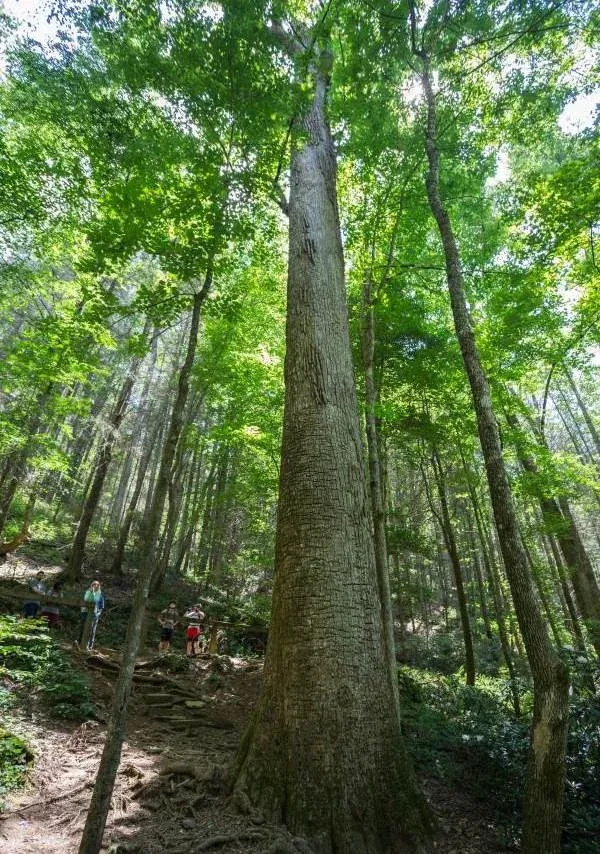 The Gennett Poplar, a giant tulip poplar on the Bear Creek Trail