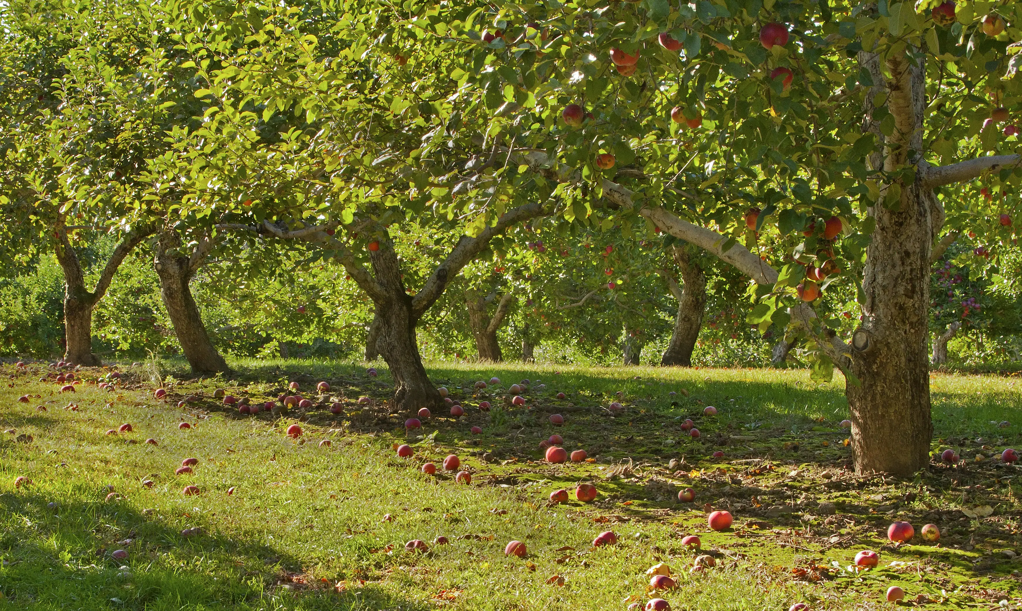 Apple trees hung with red fruit in an autumn orchard, with windfall apples in the grass