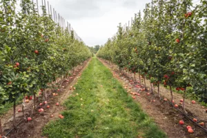 Row of apple trees in an orchard