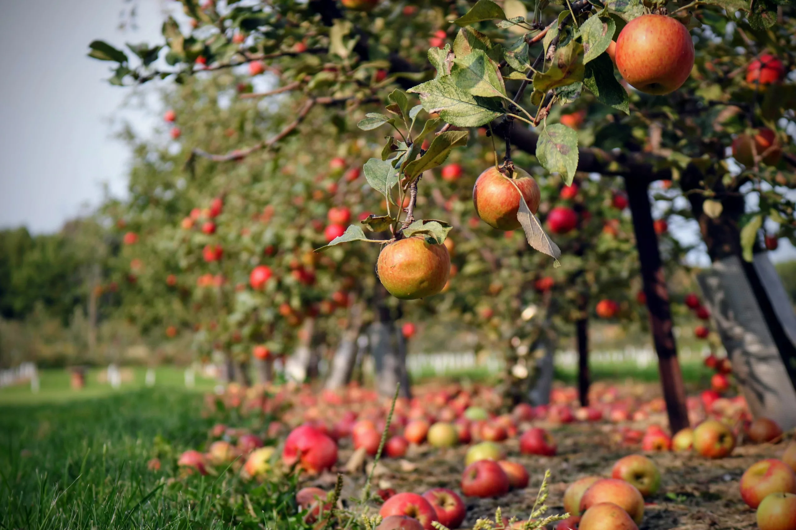 Apple Trees In An Orchard, Up Close